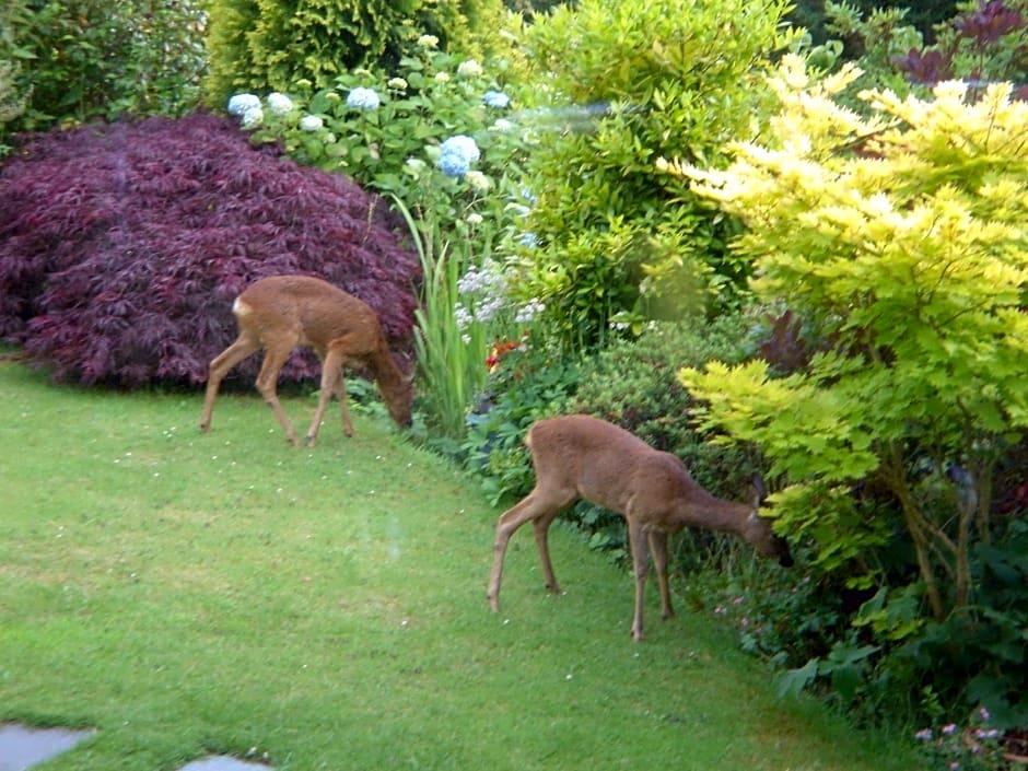 Deer grazing in the garden